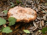 Laetiporus persicinus image