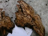 Laetiporus persicinus image