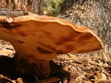 Laetiporus persicinus image