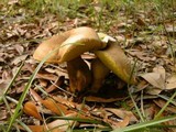 Boletus subtomentosus image