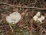 Tarzetta cupularis image