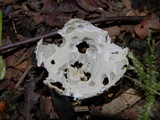 Tarzetta cupularis image