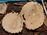 Tarzetta cupularis image