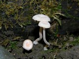 Contumyces rosellus image