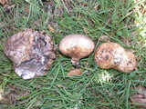 Scleroderma cepa image