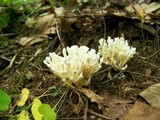 Tremellodendron pallidum image