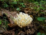 Tremellodendron pallidum image