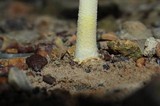 Amanita parcivolvata image