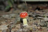 Amanita parcivolvata image