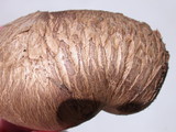 Scleroderma cepa image