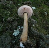 Tylopilus felleus image