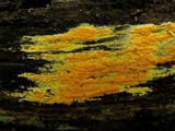 Ceriporia spissa image