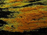 Ceriporia spissa image