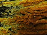 Ceriporia spissa image