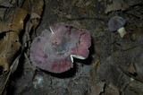 Russula mariae image