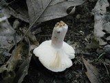 Russula mariae image
