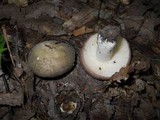Russula variata image
