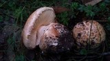 Amanita ochrophylloides image