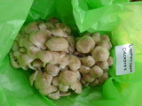 Lyophyllum decastes image