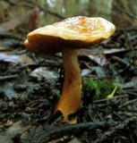 Cortinarius sinapicolor image
