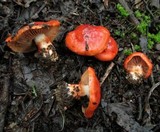 Cortinarius erythraeus image