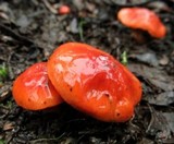 Cortinarius erythraeus image