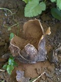 Calvatia booniana image