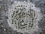 Lecidella elaeochroma f. elaeochroma image