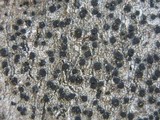 Lecidella elaeochroma f. elaeochroma image