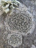 Lecidella elaeochroma f. elaeochroma image