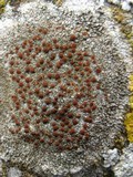 Caloplaca arenaria image