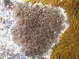 Caloplaca crenularia image