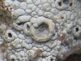 Diploschistes scruposus image