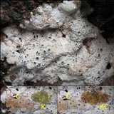Diploschistes scruposus image