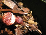 Gymnopilus luteofolius image