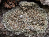Squamarina cartilaginea var. cartilaginea image