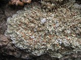 Squamarina cartilaginea var. cartilaginea image