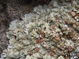 Squamarina cartilaginea var. cartilaginea image
