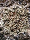 Squamarina cartilaginea var. cartilaginea image