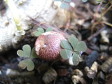 Gymnopilus luteofolius image