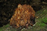 Artomyces piperatus image