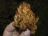 Artomyces piperatus image