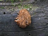 Artomyces piperatus image