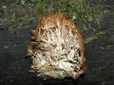 Artomyces piperatus image