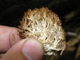 Artomyces piperatus image