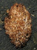 Artomyces piperatus image