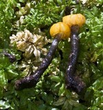 Vibrissea truncorum image