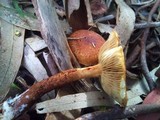 Pholiota multicingulata image