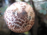Gymnopilus luteofolius image