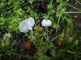 Delicatula integrella image